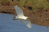 51061AC Great White Egret
