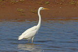 51076AC Great White Egret