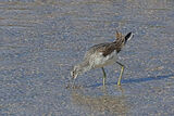 51106AC Greenshank
