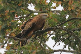 51210AC Red Kite