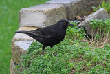 51415AC Blackbird