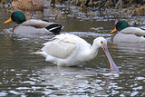 51478AC Spoonbill
