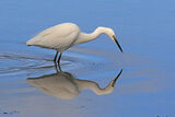 51541AC Little Egret