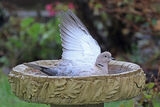 51619AC Collared Dove