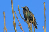 51791AC Starling