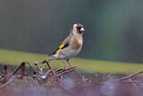 51819AC Goldfinch