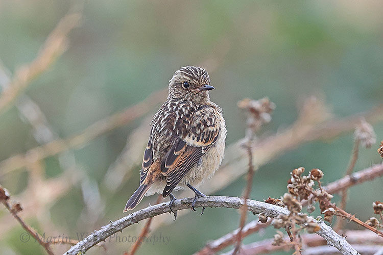 59867AC Stonechat