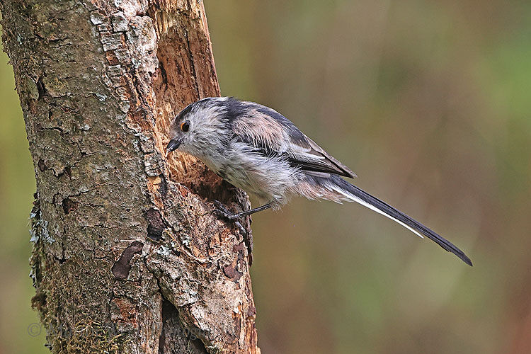 59935AC Long-tailed Tit