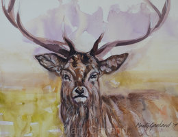 Young Stag