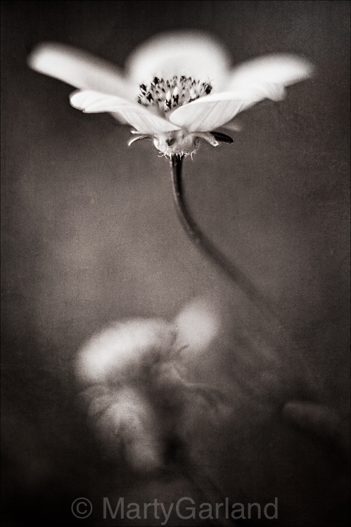 Flower 1