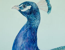 Peacock Portrait