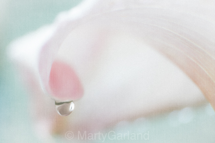 Raindrop on Cala Lily