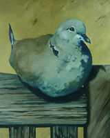 Collared dove on bench
