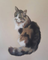 Angus, head and body portrait