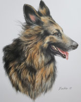 Kara, the German Shepherd