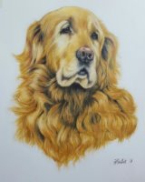 Pet portraits