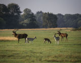 Buck 2, Richmond Park
