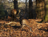 Sitting Buck, Richmond Park
