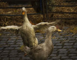 Geese at Riverside Fair
