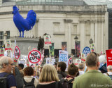 NHS Demo Cockerel