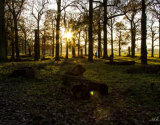 Richmond Park at Dusk