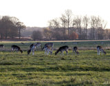 Fallow Deer in Richmond Park