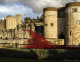Tower and Poppy Waterfall