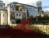 Tower and Poppy Waterfall, City
