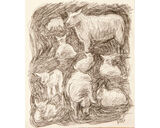 Sheep Sketch