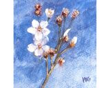 Spring Blossom