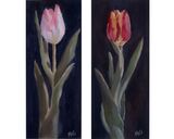 Tulip (1) / (2)