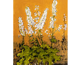 White Delphiniums