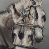 Did Someone Mention Horsepower..?