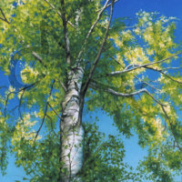 Silver Birch