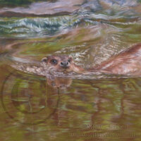 Swimming Otter