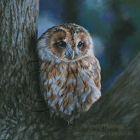 Twilight Perch (Tawny Owl)