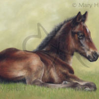 Reclining Foal
