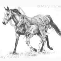 Mare & Foal