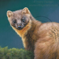 Pine Marten