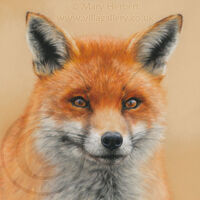Red Fox