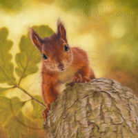 Red Squirrel