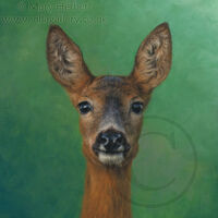 Roe Deer
