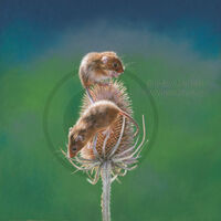 Two on a Teasel (Harvest Mice)