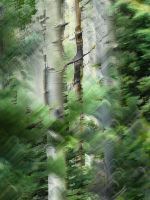 Birch