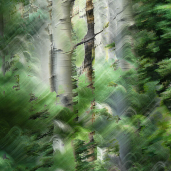 Birch