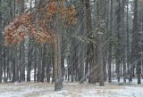 Blizzard in Pine Forest