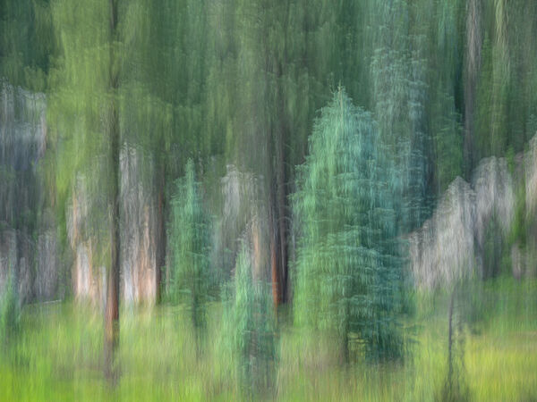 Forrest Firs and Rocks
