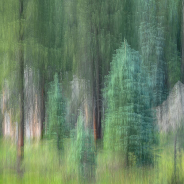 Forrest Firs and Rocks