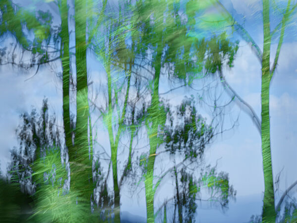 Forrest Trees