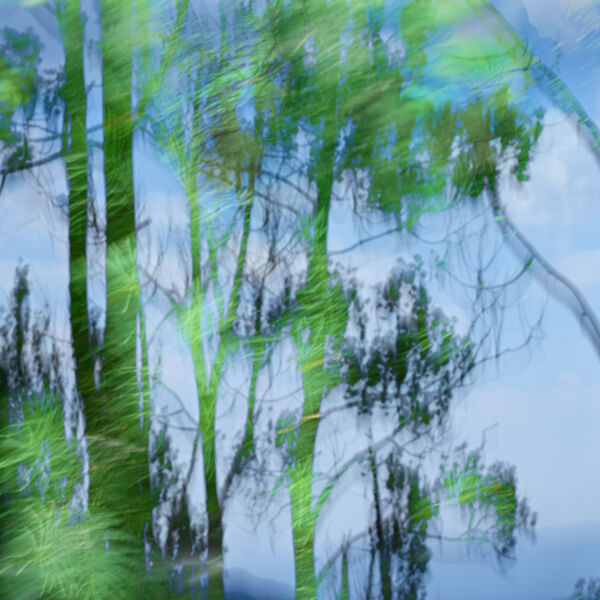 Forrest Trees